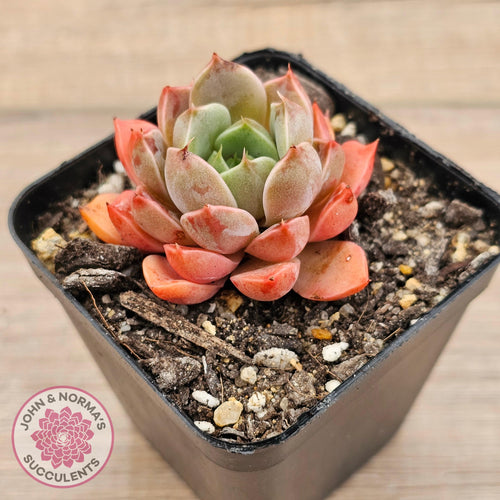 Echeveria 'Summer Dream' - John & Norma's Succulents Australia