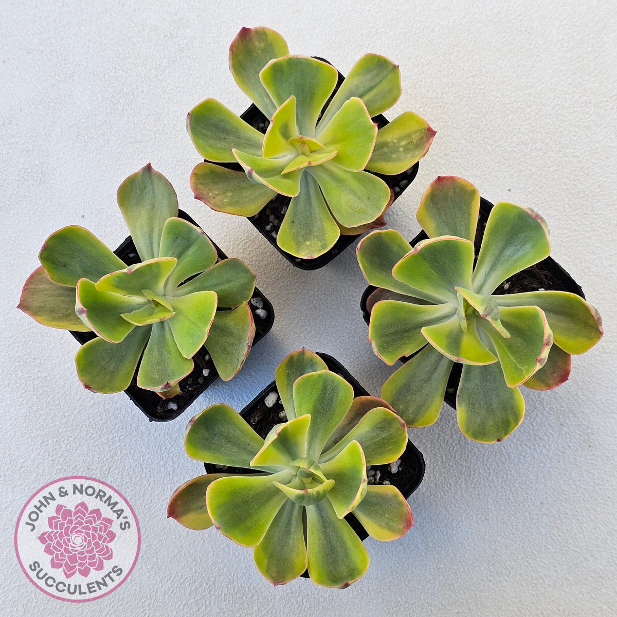 Echeveria Sunset Peony Variegated