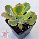Echeveria Sunset Peony Variegated