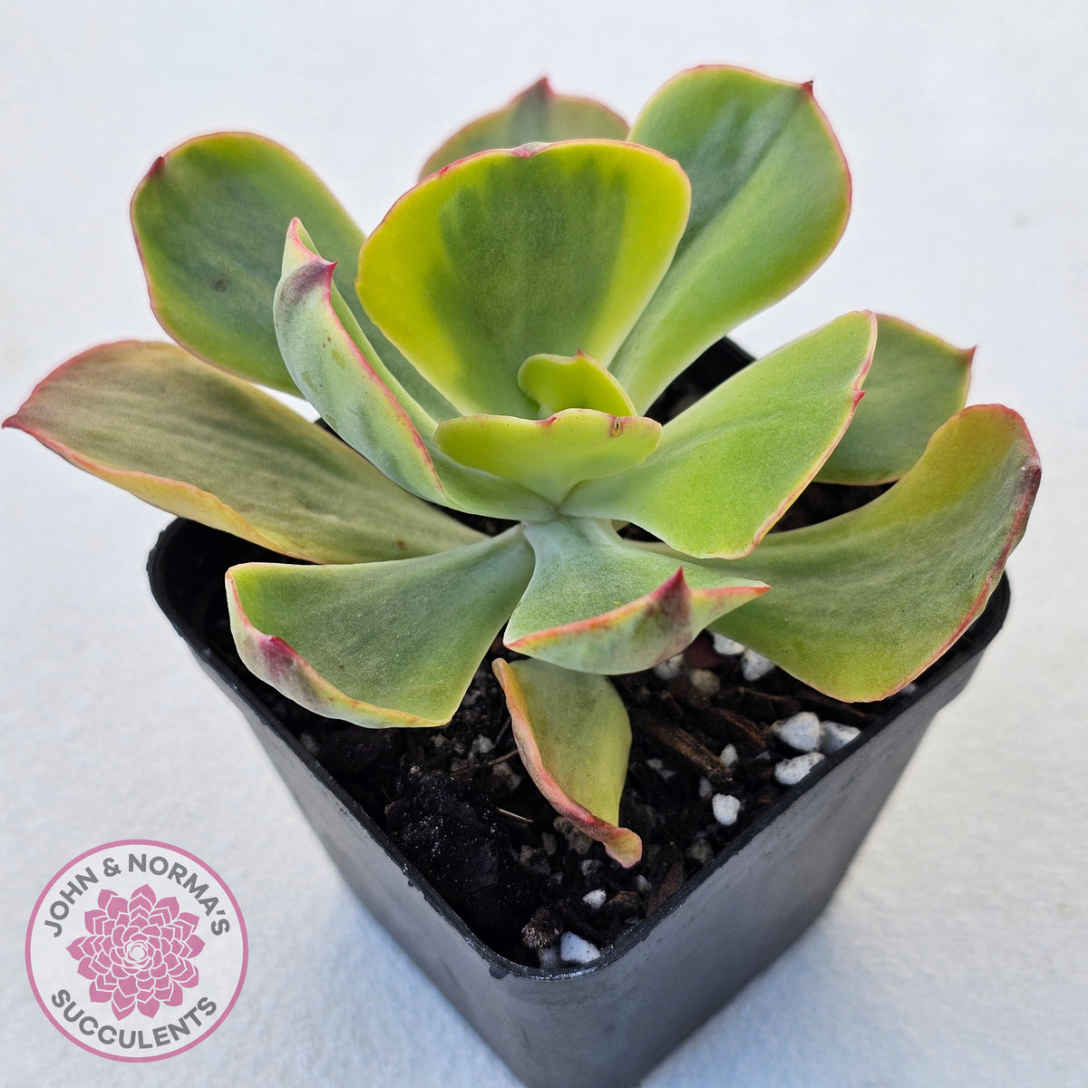 Echeveria Sunset Peony Variegated