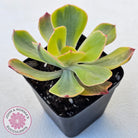 Echeveria Sunset Peony Variegated