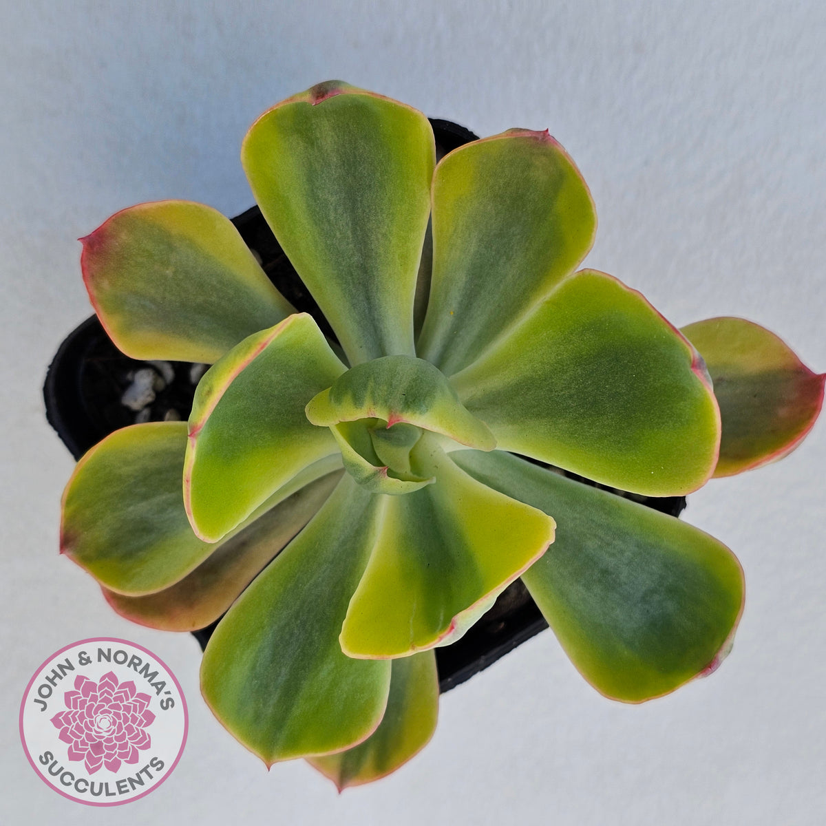 Echeveria Sunset Peony Variegated