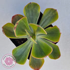 Echeveria Sunset Peony Variegated