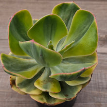 Load image into Gallery viewer, Echeveria Sunset Peony Variegated
