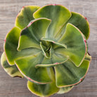 Echeveria Sunset Peony Variegated