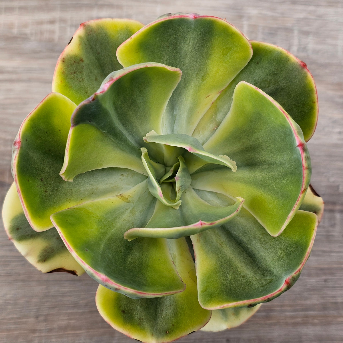 Echeveria Sunset Peony Variegated