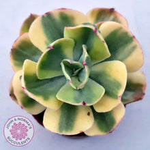 Load image into Gallery viewer, Echeveria Sunset Peony Variegated
