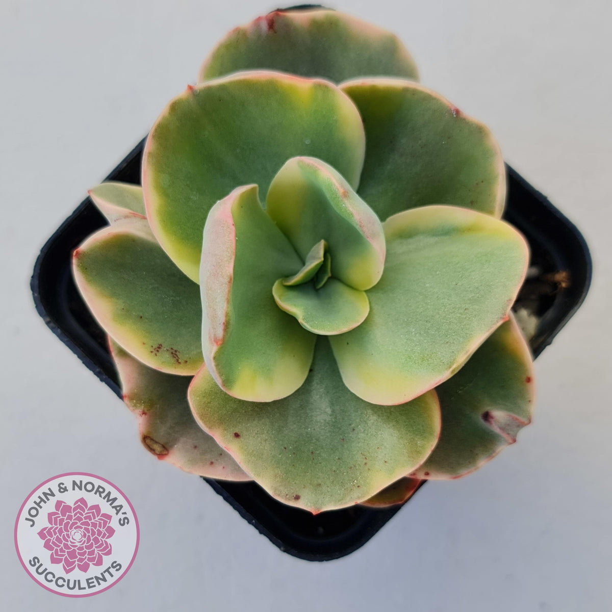 Echeveria Suyuon Variegated - Yellow Variegation