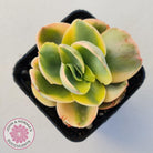 Echeveria Suyuon Variegated - Yellow Variegation