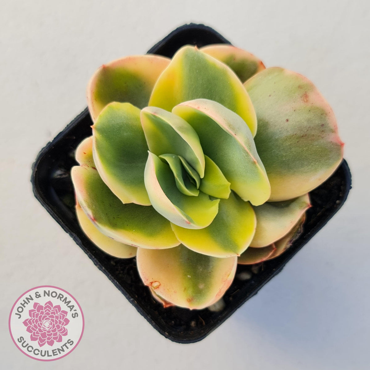 Echeveria Suyuon Variegated - Yellow Variegation