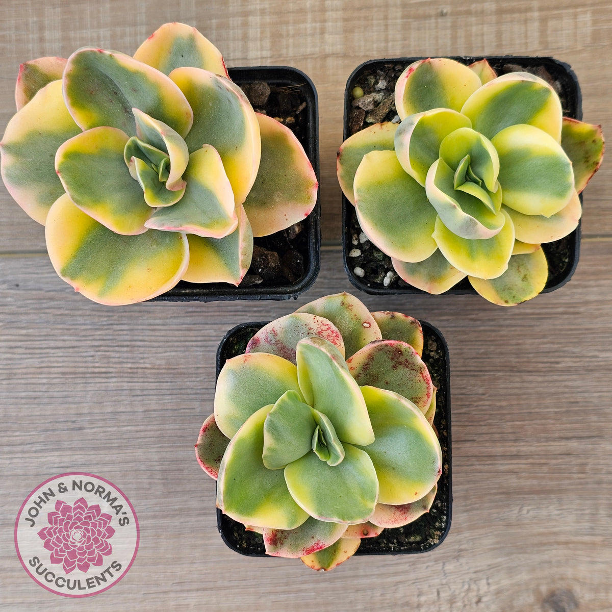 Echeveria Suyuon Variegated - Yellow Variegation