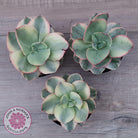 Echeveria Suyuon Variegated - Yellow Variegation