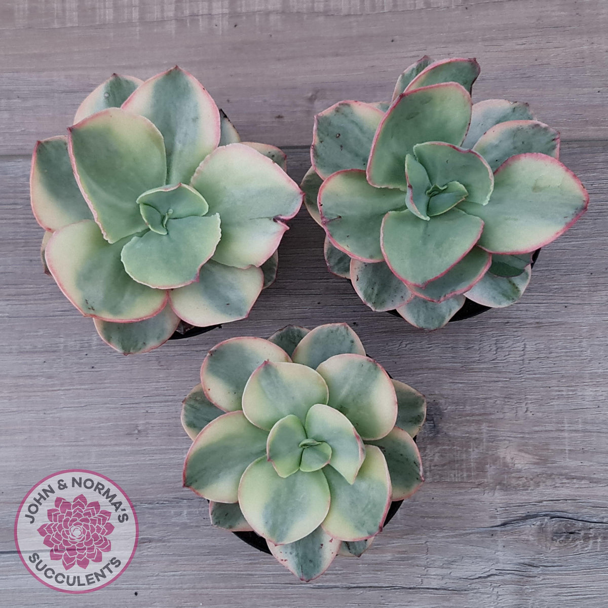Echeveria Suyuon Variegated - Yellow Variegation