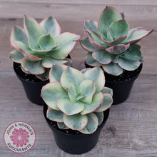 Load image into Gallery viewer, Echeveria Suyuon Variegated - Yellow Variegation - John &amp; Norma&#39;s Succulents Australia
