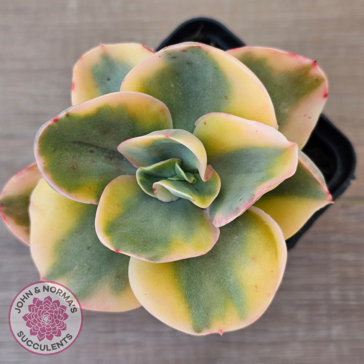 Echeveria Suyuon Variegated - Yellow Variegation