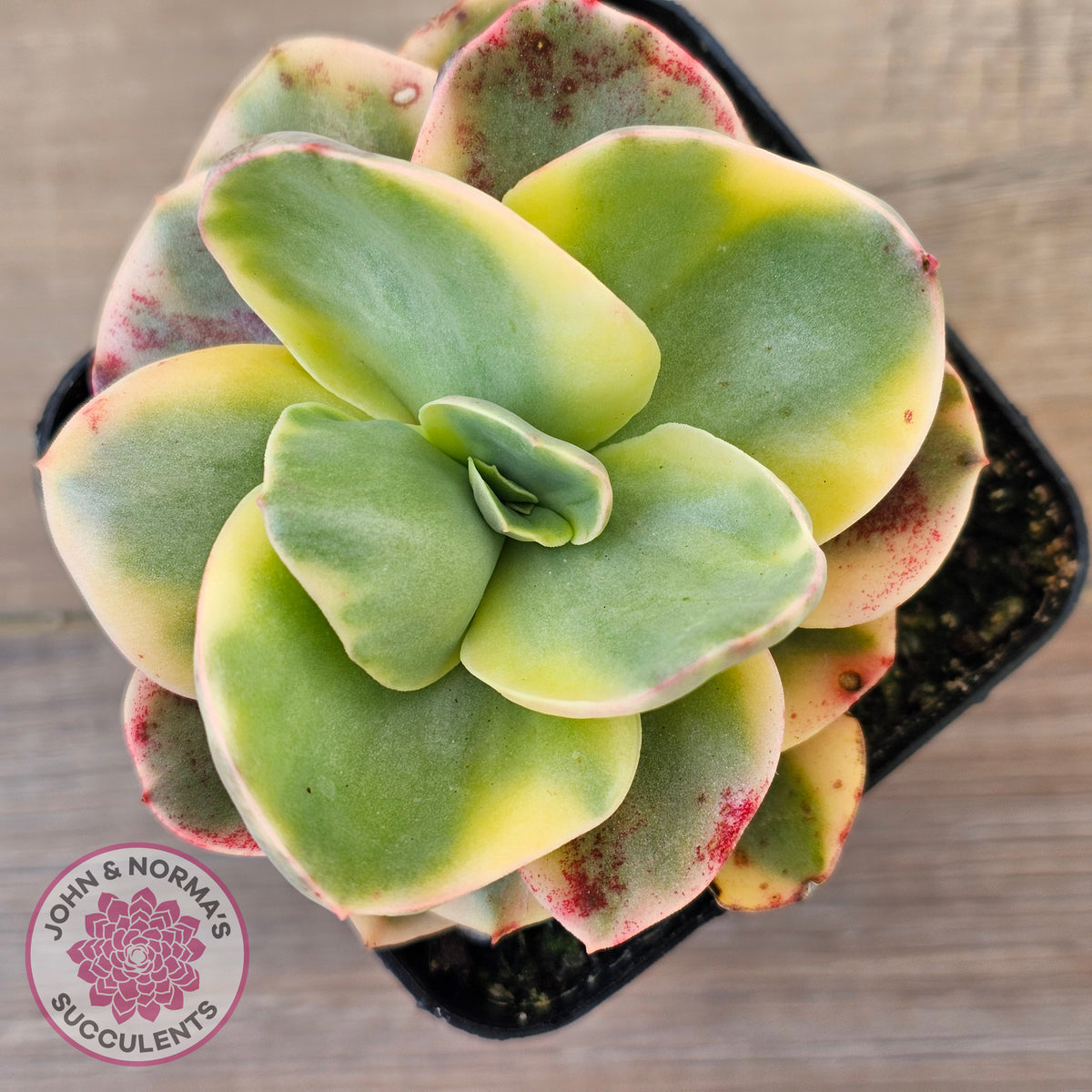 Echeveria Suyuon Variegated - Yellow Variegation
