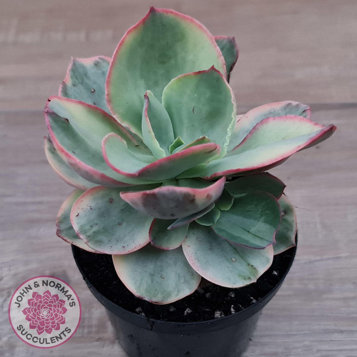 Echeveria Suyuon Variegated - Yellow Variegation