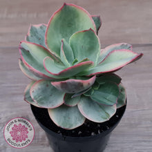 Load image into Gallery viewer, Echeveria Suyuon Variegated - Yellow Variegation - John &amp; Norma&#39;s Succulents Australia
