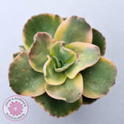 Echeveria Suyuon Variegated - Yellow Variegation