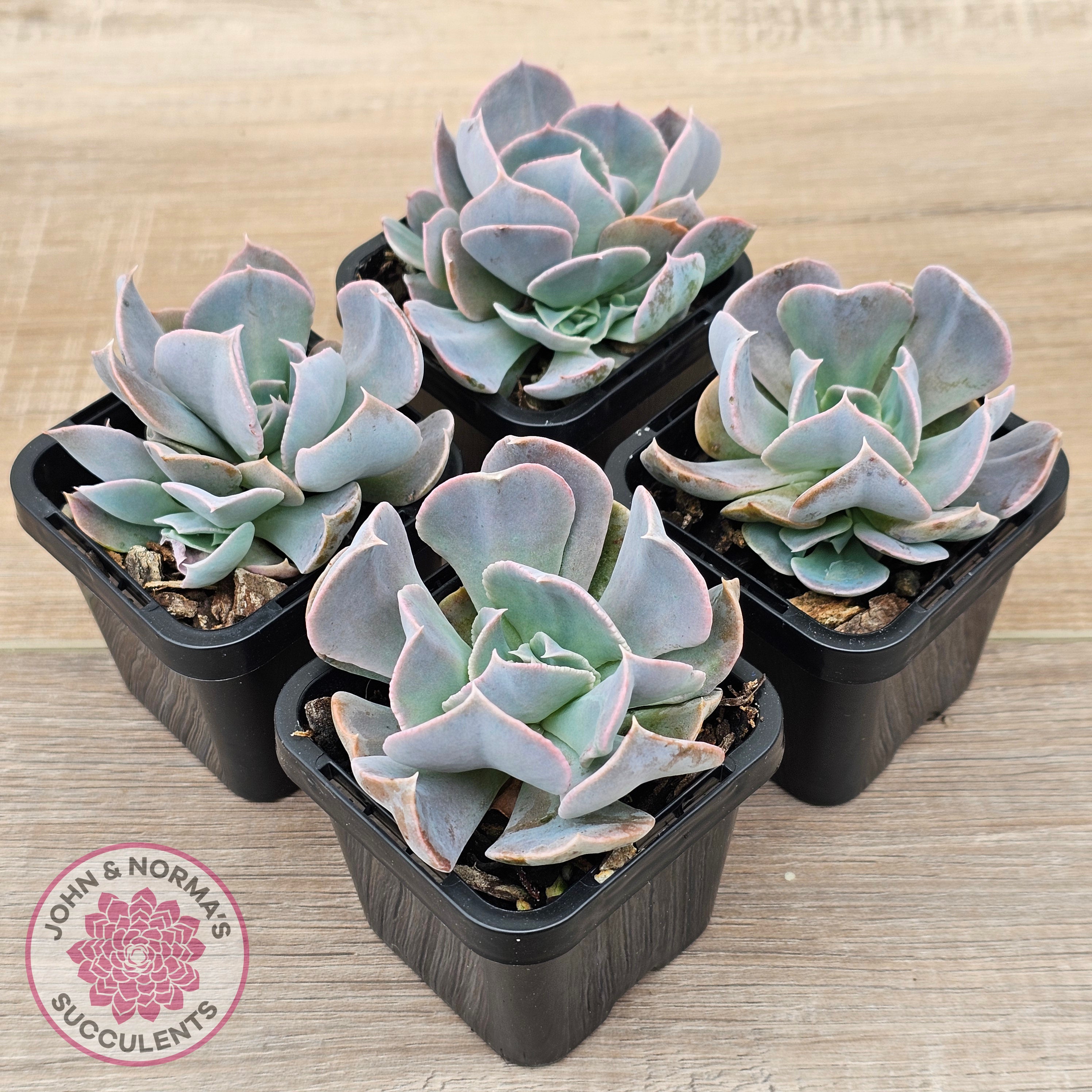swan lake succulent Buy Echeveria 'Swan Lake' Australia