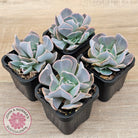 Echeveria 'Swan Lake'