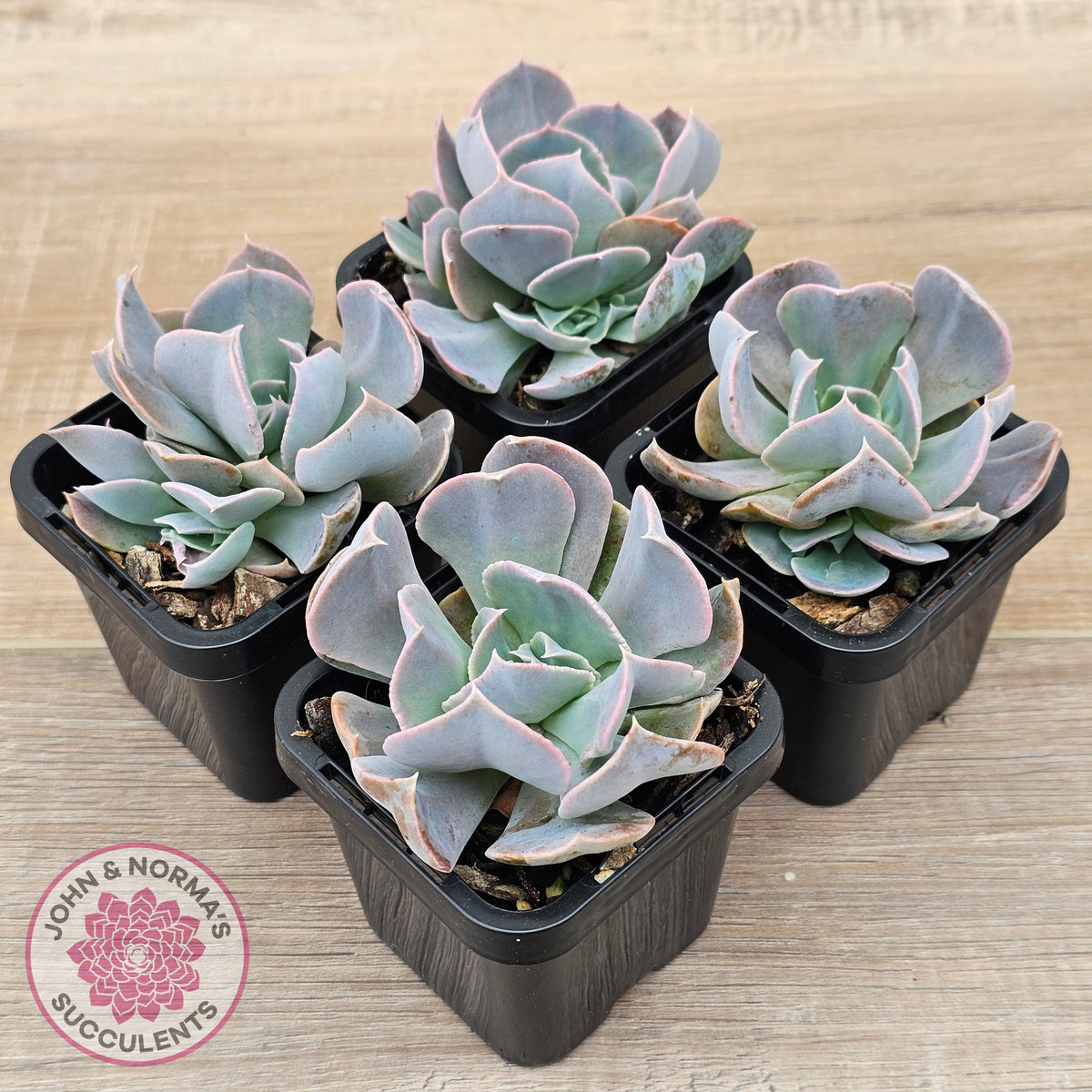 Echeveria 'Swan Lake'