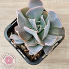Echeveria 'Swan Lake'