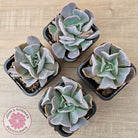 Echeveria 'Swan Lake'