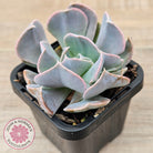 Echeveria 'Swan Lake'