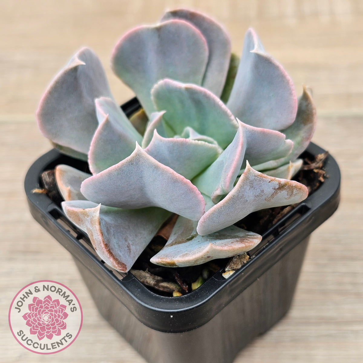 Echeveria 'Swan Lake'