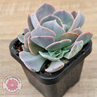 Echeveria 'Swan Lake'
