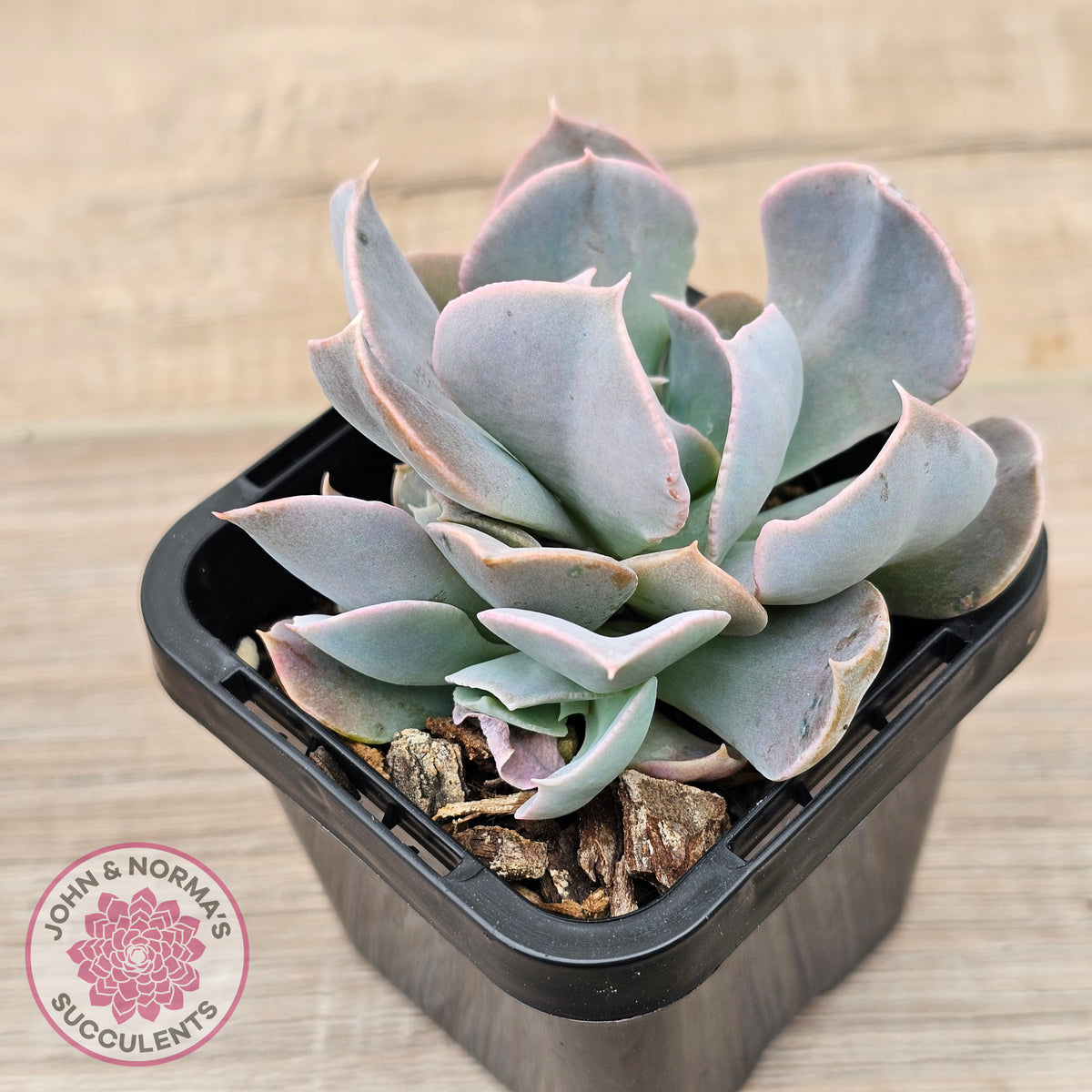 Echeveria 'Swan Lake'