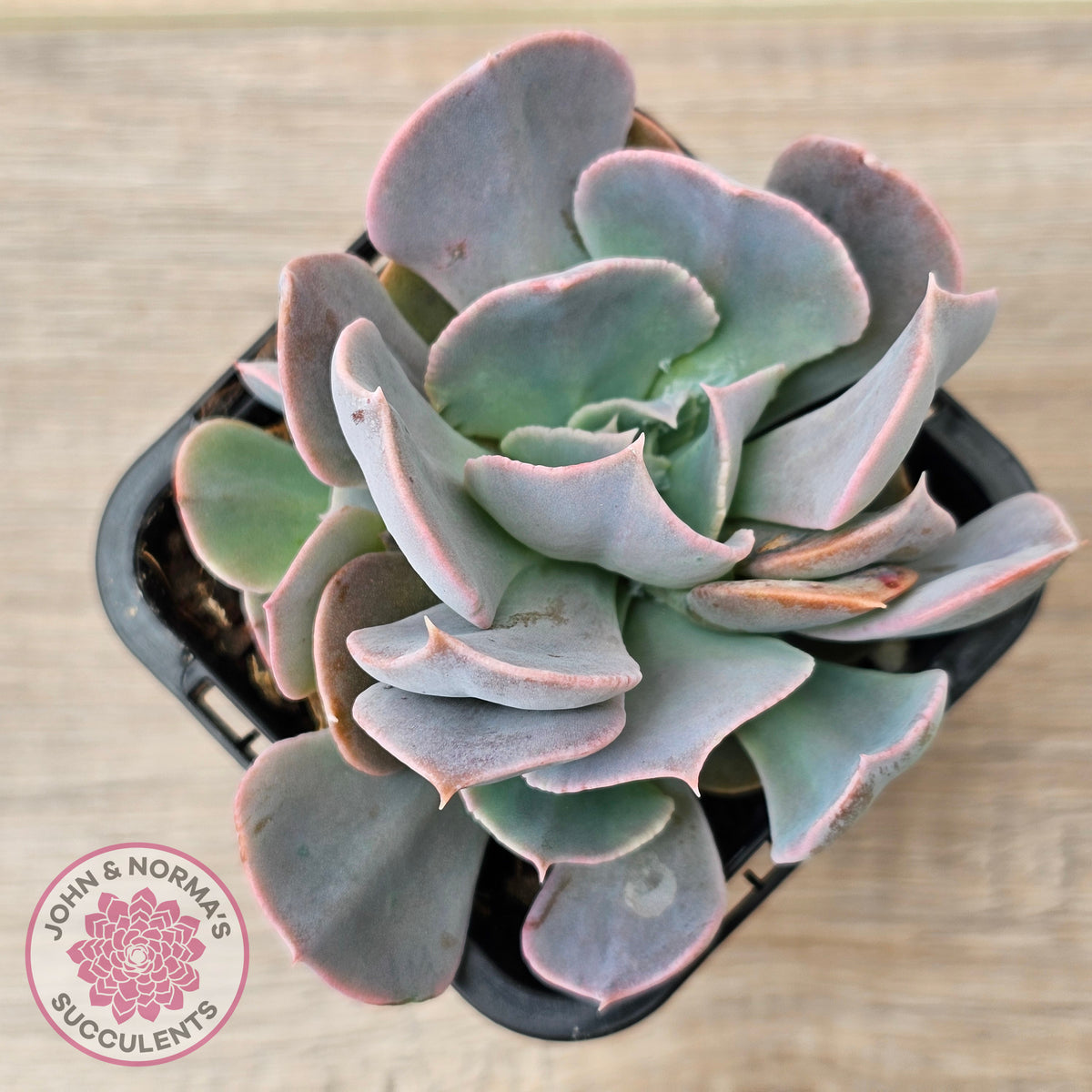 Echeveria 'Swan Lake'