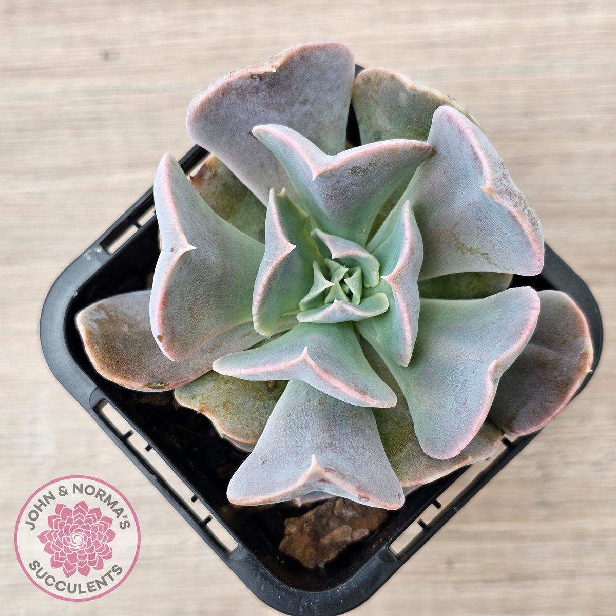 Echeveria 'Swan Lake'