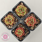 Echeveria TM