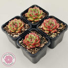 Echeveria TM