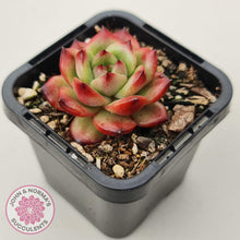 Load image into Gallery viewer, Echeveria TM - John &amp; Norma&#39;s Succulents Australia
