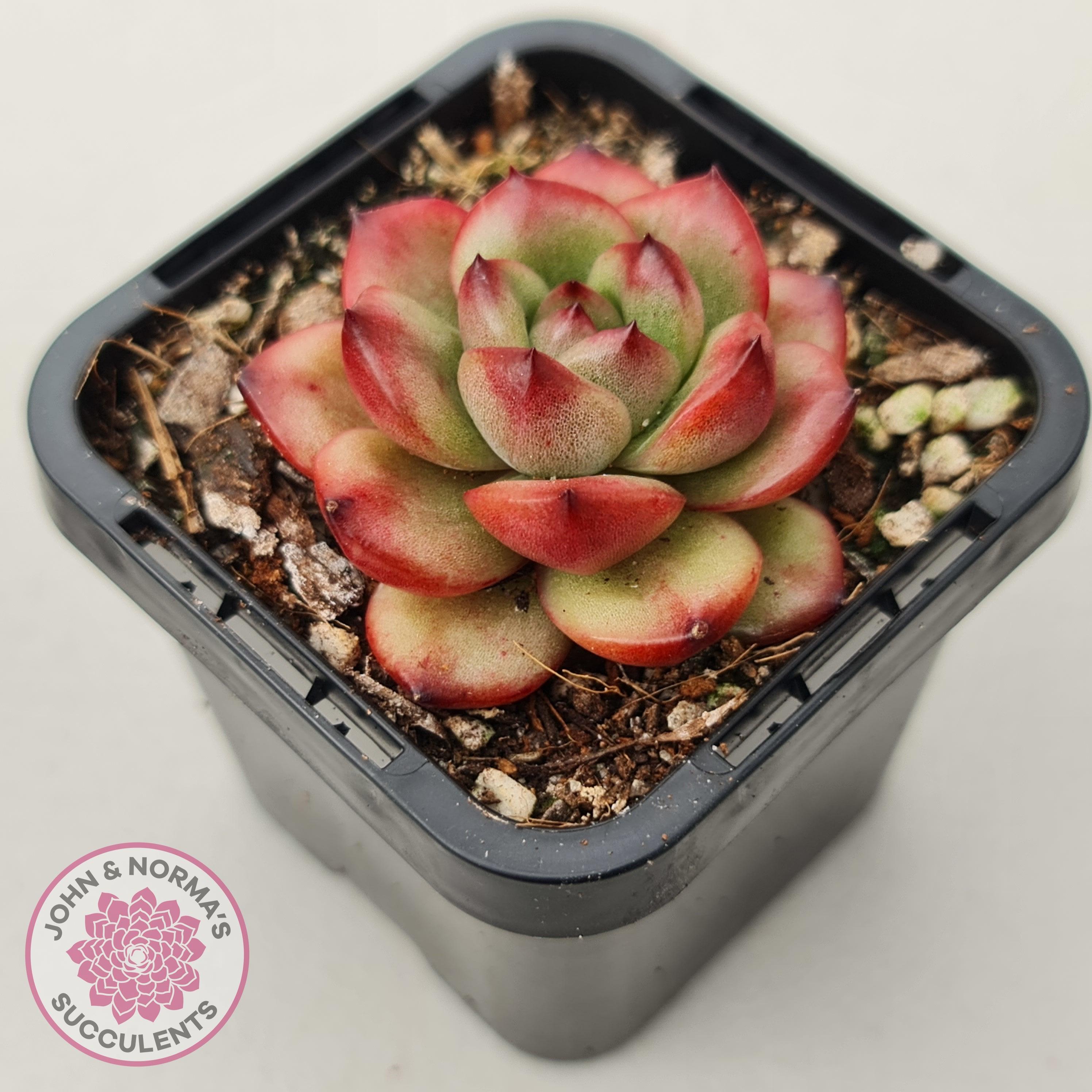 echeveria classic french trnusers サイズ2 echeveria classic french trnusers