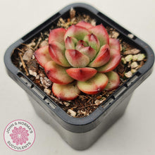 Load image into Gallery viewer, Echeveria TM - John &amp; Norma&#39;s Succulents Australia
