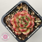 Echeveria TM
