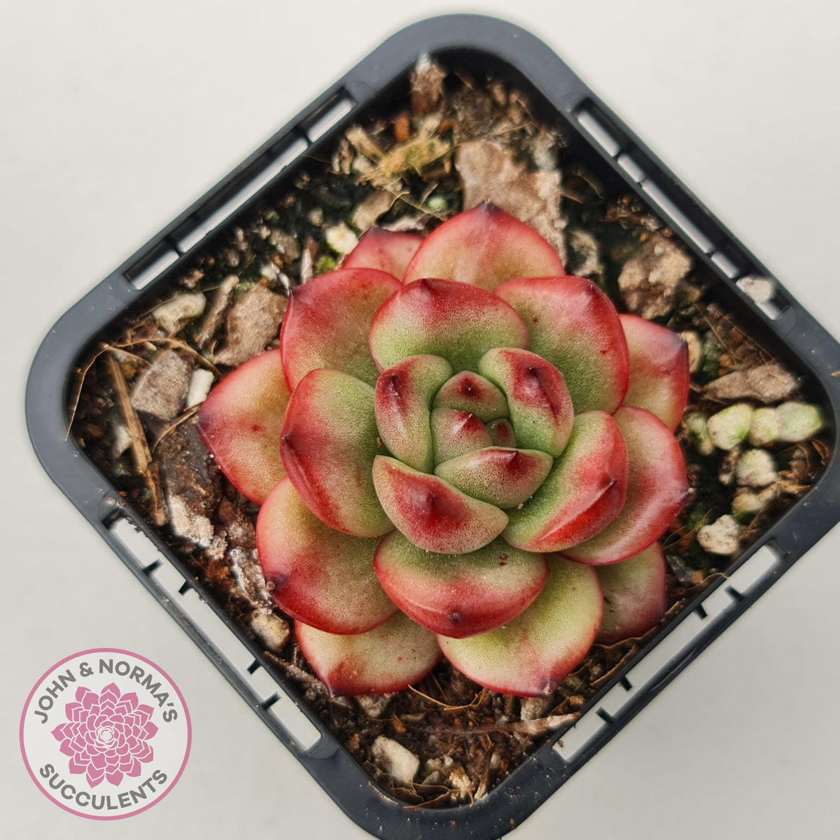 Echeveria TM