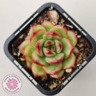 Echeveria TM