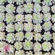 Load image into Gallery viewer, Echeveria Tango Silk Variegata - Cutting x 3

