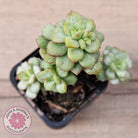 Echeveria Tango Silk Variegata