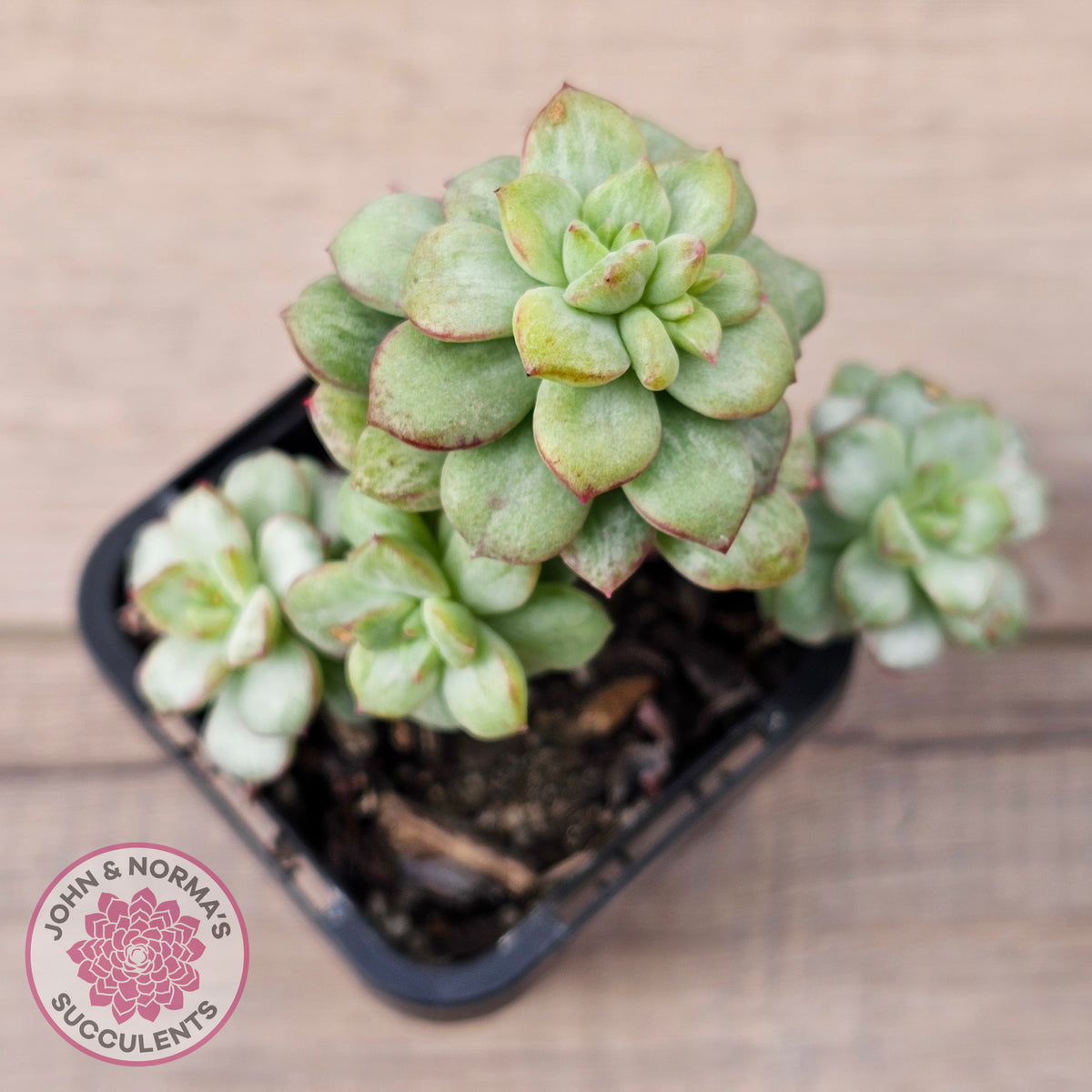 Echeveria Tango Silk Variegata