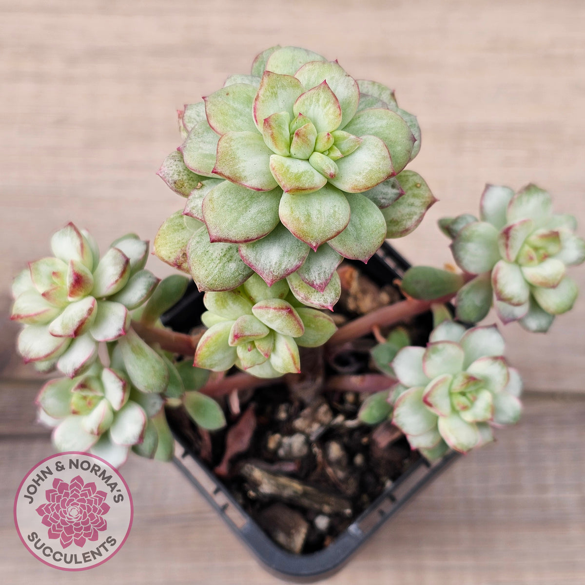 Echeveria Tango Silk Variegata