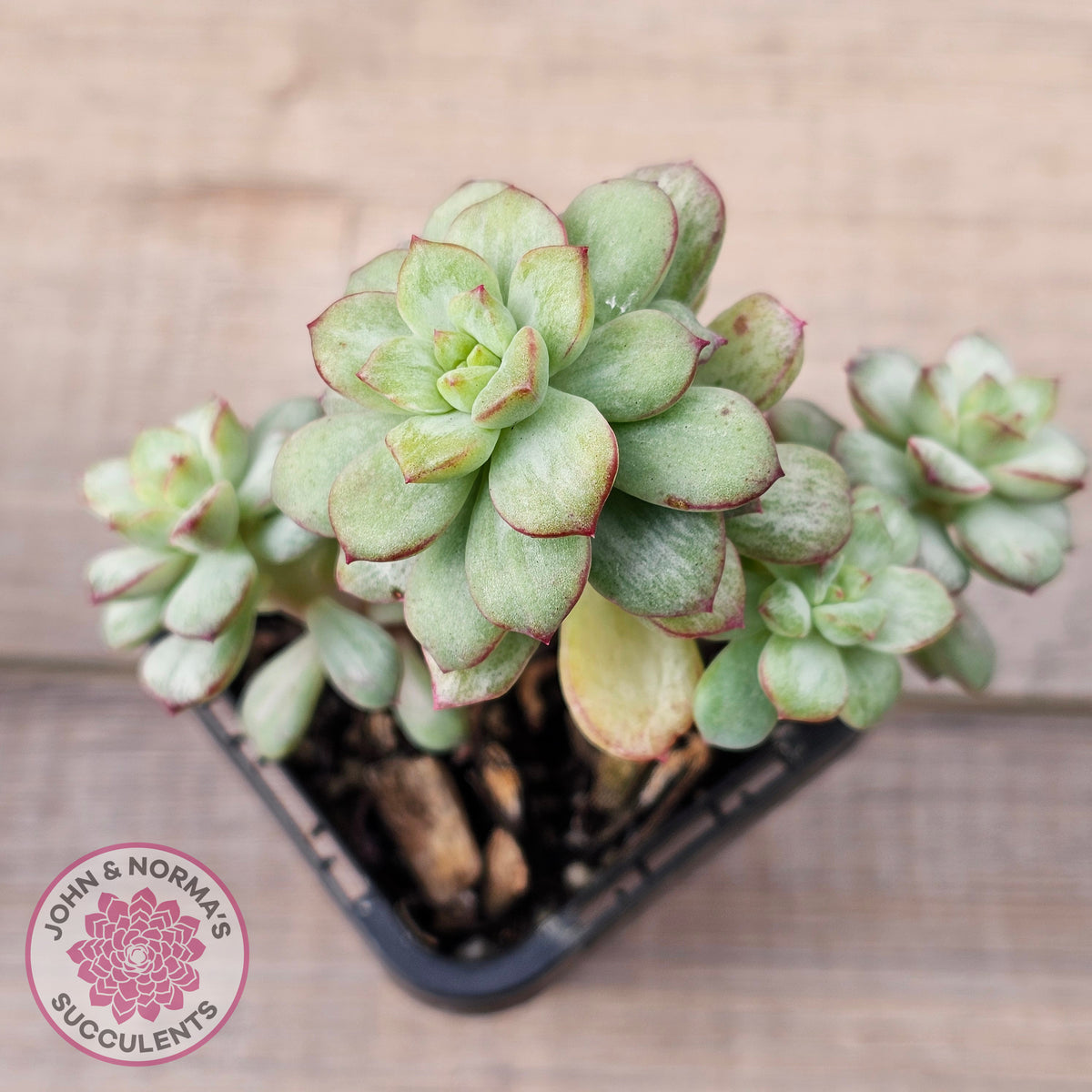 Echeveria Tango Silk Variegata