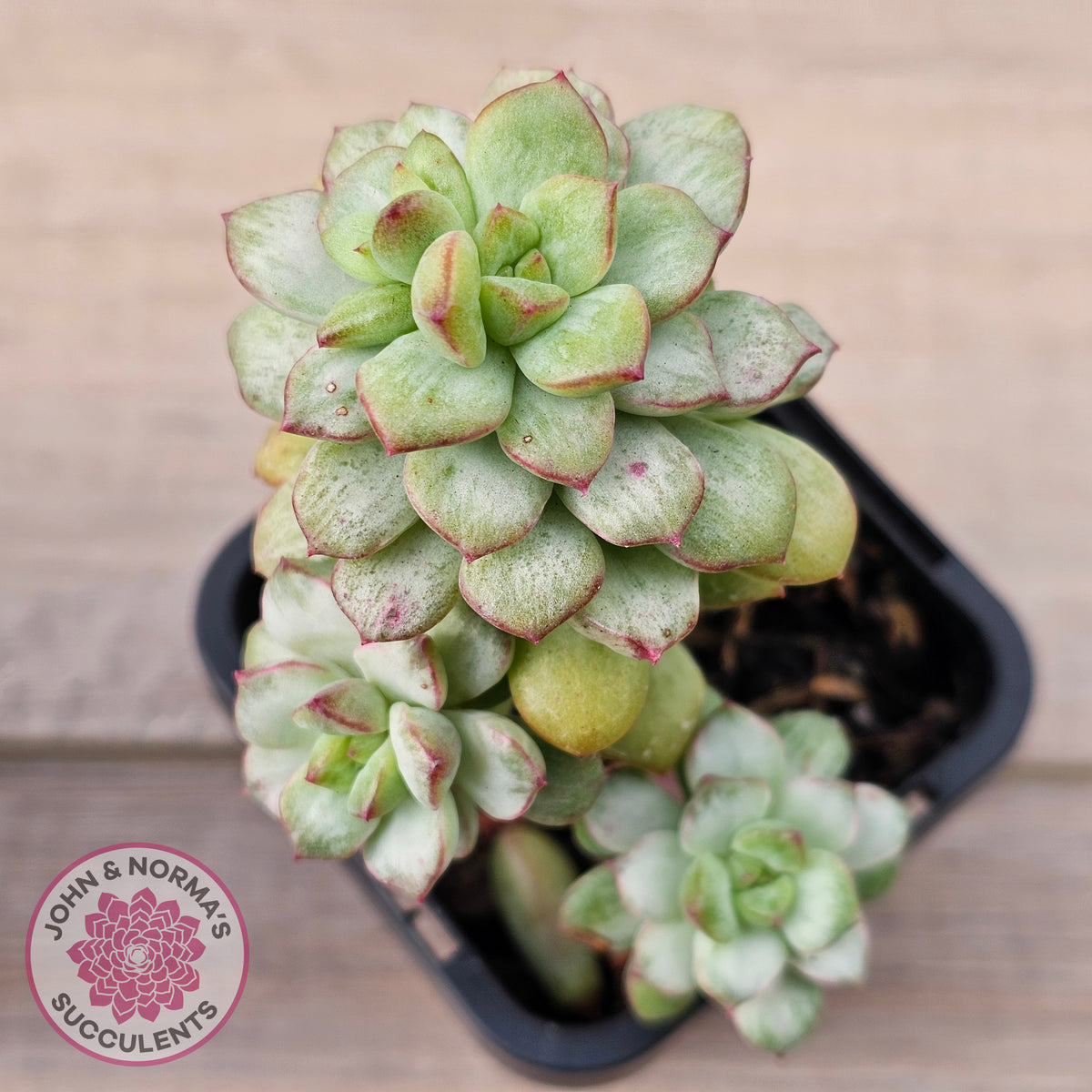 Echeveria Tango Silk Variegata