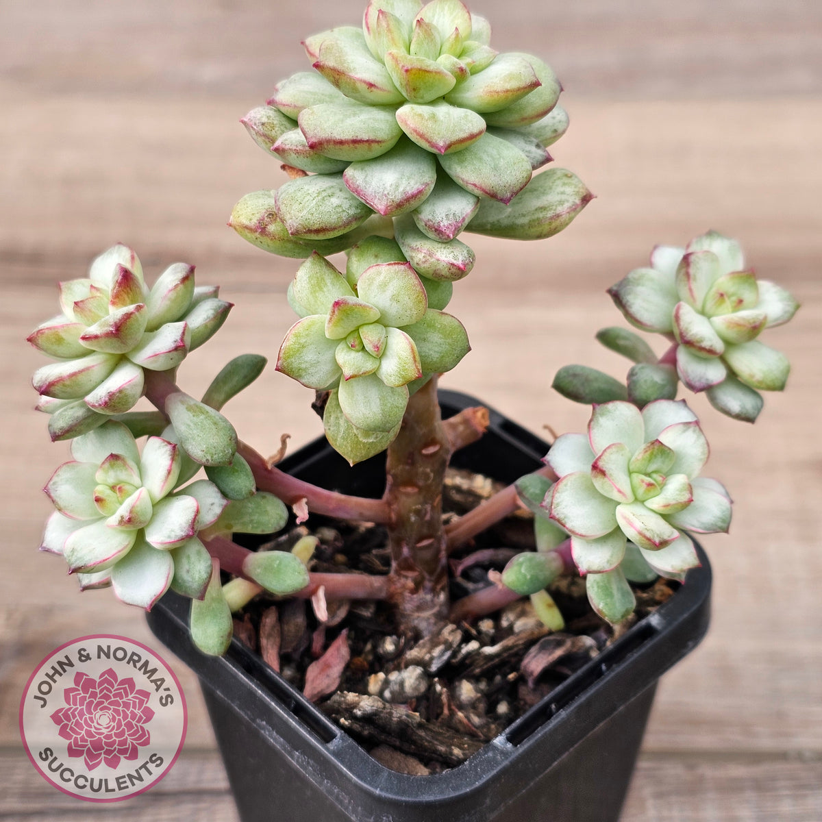 Echeveria Tango Silk Variegata