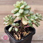Echeveria Tango Silk Variegata